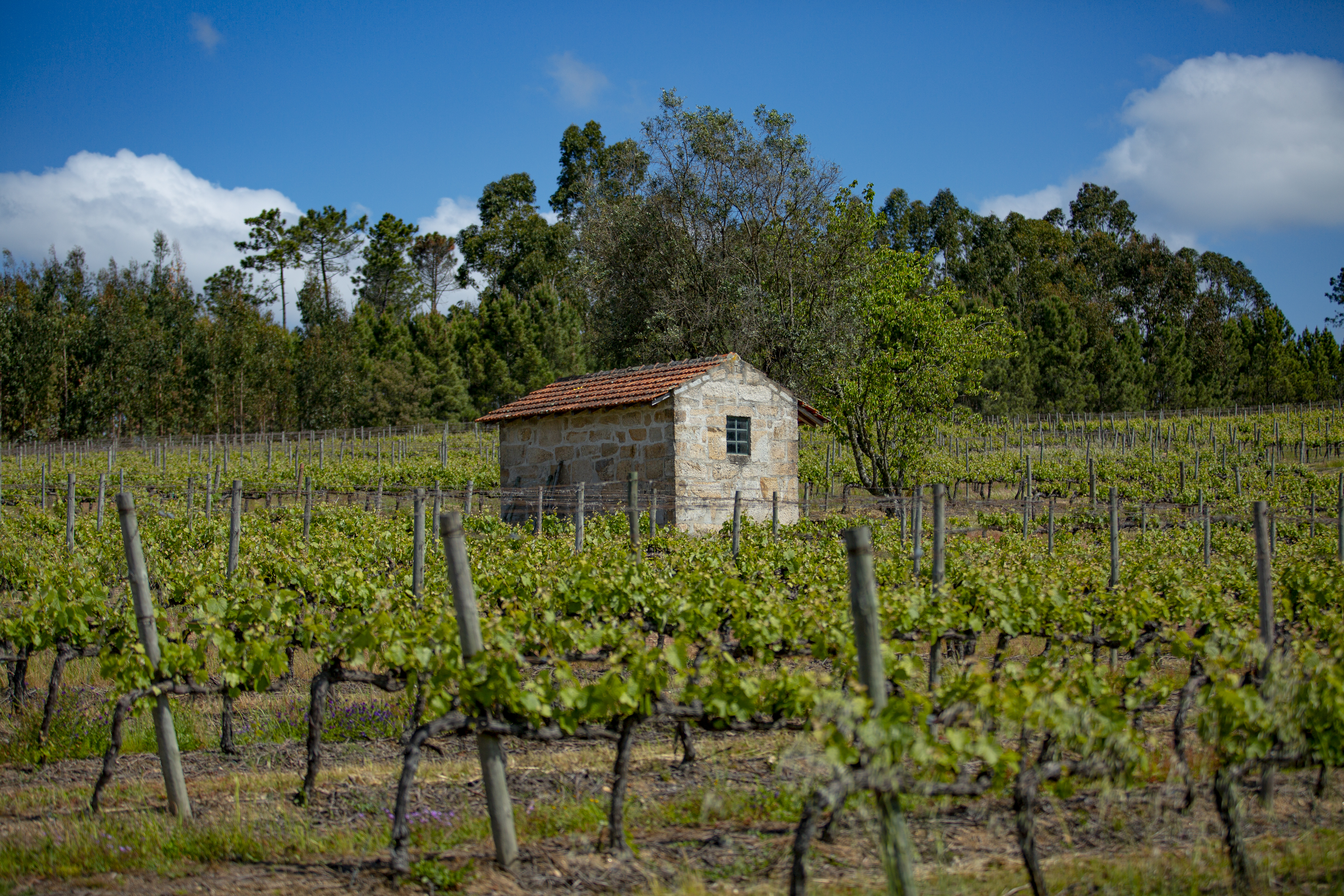 QUINTA DO PENEDO 2